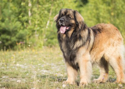 Leonberger