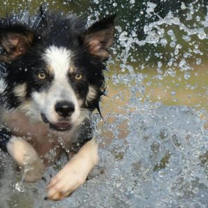 black white long coated dog dashing trough body of water