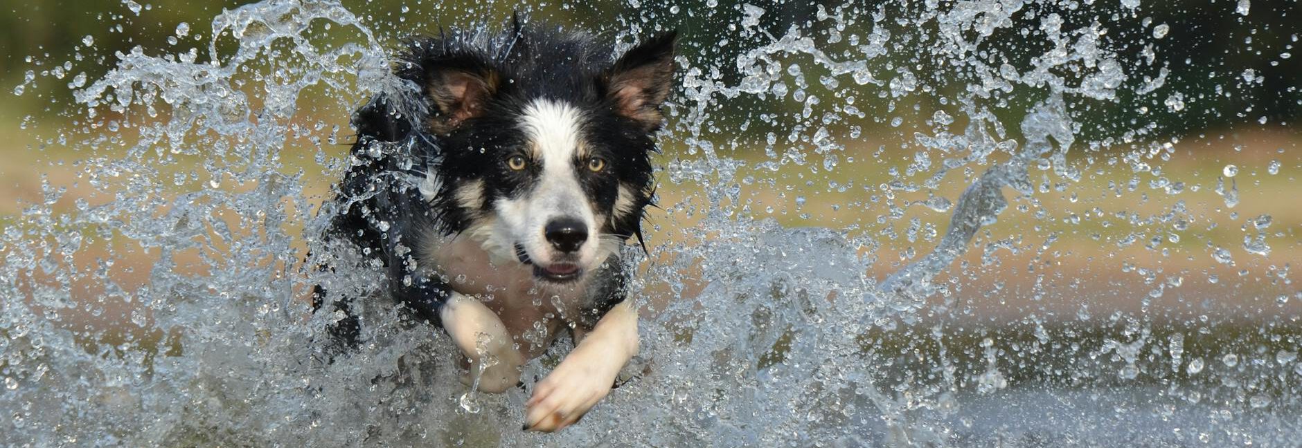 black white long coated dog dashing trough body of water