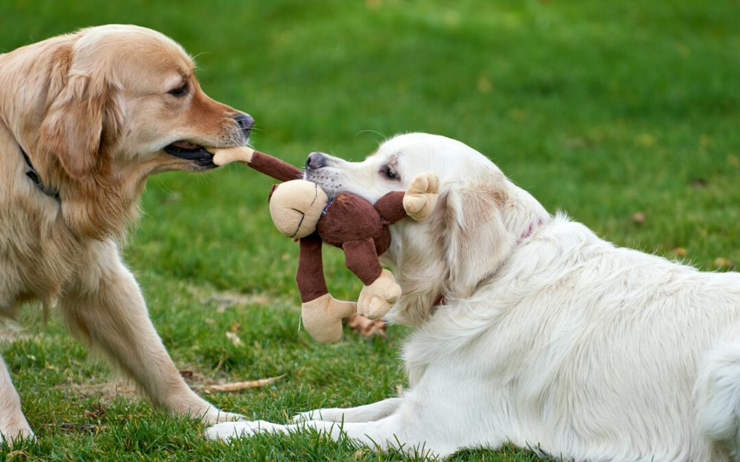 Golden Retriver