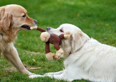 Golden Retriver