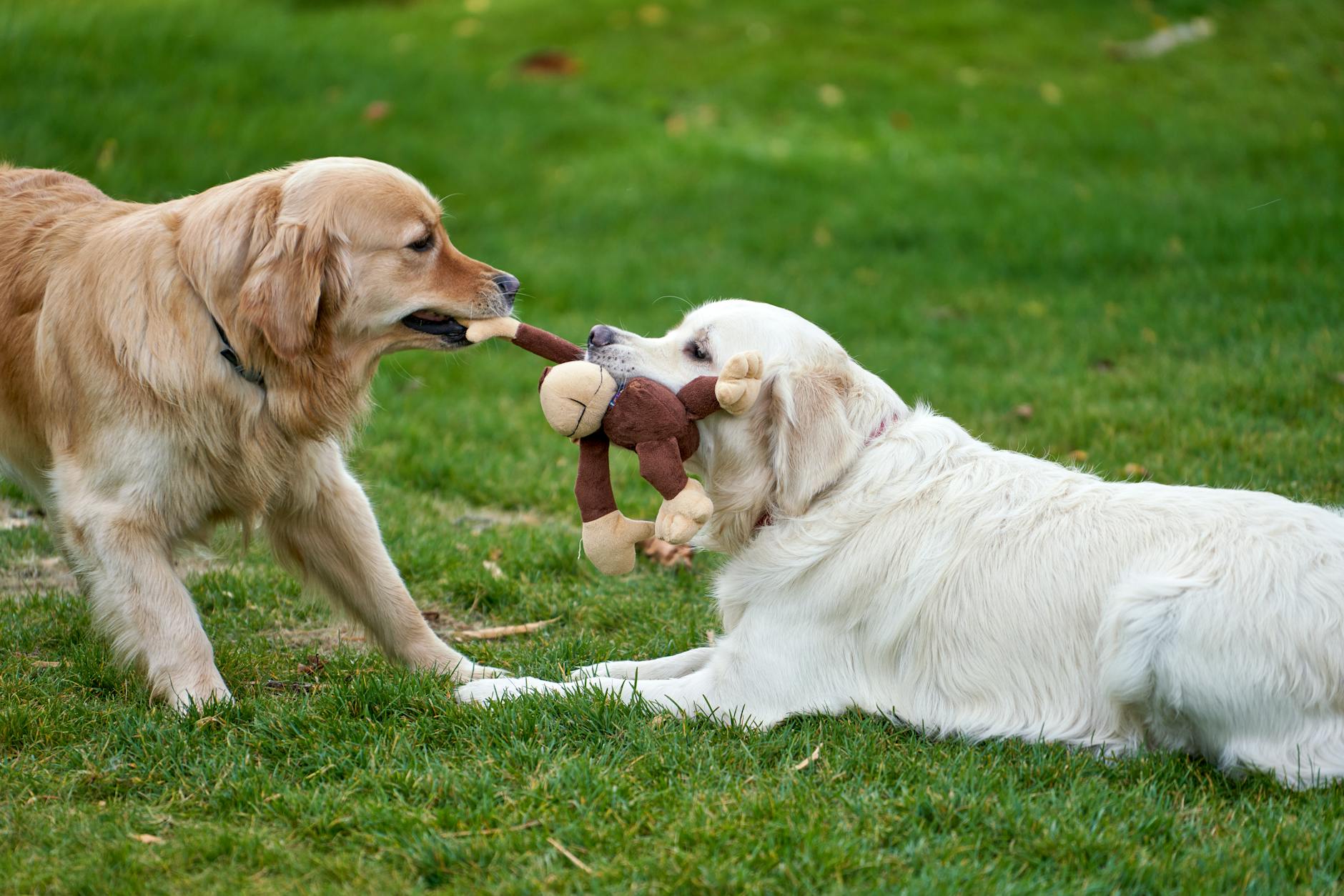 retriver dogs tugging on plush monkey toy