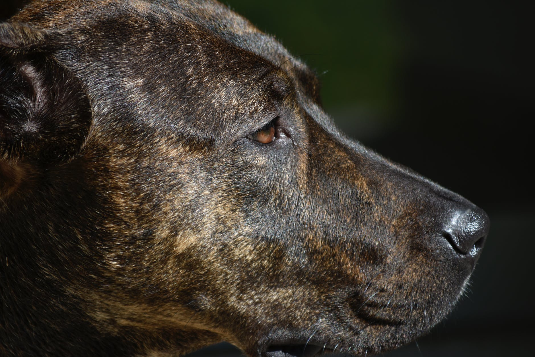 close up of a brown dog