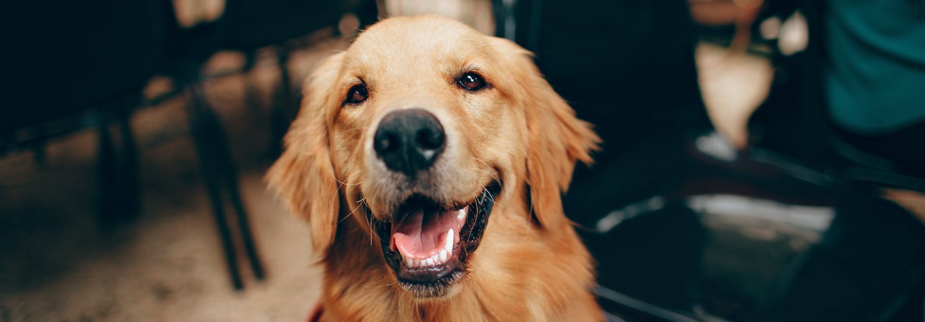 short coated tan dog