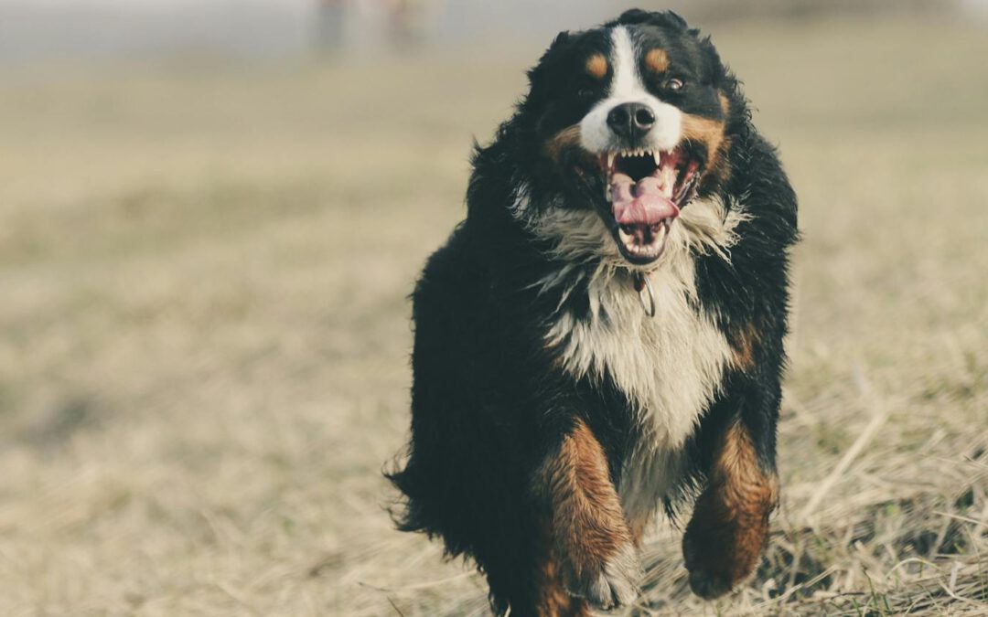 Berner Sennen