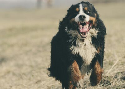 Berner Sennen