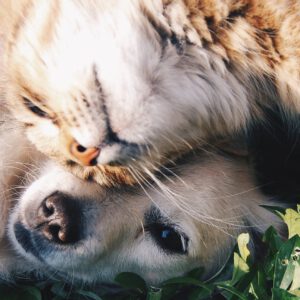 orange tabby cat beside fawn short coated puppy