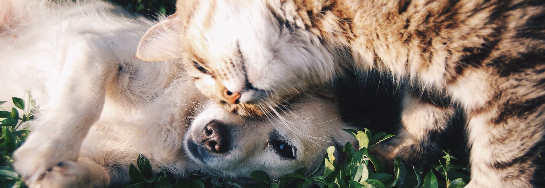 orange tabby cat beside fawn short coated puppy